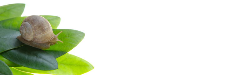 snail on a green leaf isolated on white background. Snail cosmetics banner.Snail slime. Snail mucin. Snail mucus extract. Insects banner