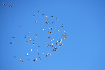 青空を飛ぶ伝書鳩の群れ