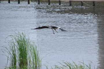 河口に飛んできたアオサギ