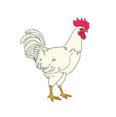 鶏-手描きの線画イラスト