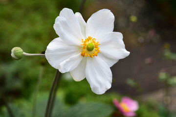 白い秋明菊の花