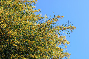 small yellow flowers of the golden wattle tree, acacia pycnantha in bloom