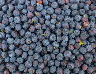 wild blueberries- blueberry background