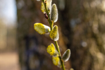 Pussy willow branches background on a sunny day in defocusing