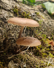 Mushroom and wood in a natural forest