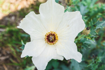Wild wild poppy flowers growing by the roadside during spring  (Papaver somniferum) 