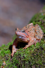 Beautiful grass frog in natural habitat close-up. 