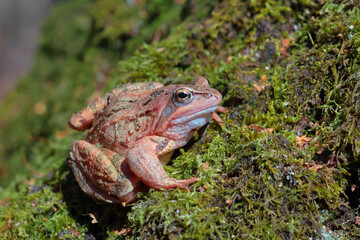 Beautiful grass frog in natural habitat close-up. 