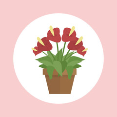 Anthurium red flowers. Vector icon in flat style. Home plants in pot.