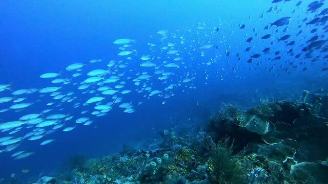 A school of small tropical fish racing past scuba divers