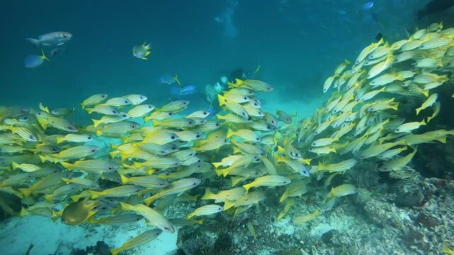Scuba diver disappear behind a school of yellow snappers