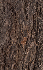 Abstract tree bark texture with high detail and volumetric light