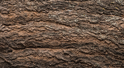 Abstract tree bark texture with high detail and volumetric light