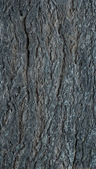 Obraz premium Abstract tree bark texture with high detail and volumetric light