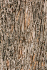 Rough texture of the bark of a tree trunk