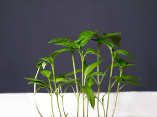 Young green plants against dark surface of wall