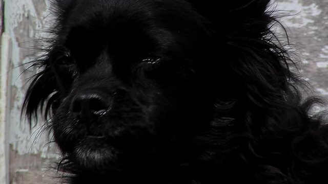 Charming Grumpy Dog Sitting in Front of Old White Door - Close Up