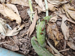 Many insects on the green