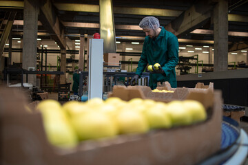 Fototapeta na wymiar Working in organic food factory sorting green apples and conveyer belt transporting to the cold storage.