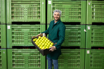 Portrait of worker holding crate full of green apples in organic food factory warehouse.