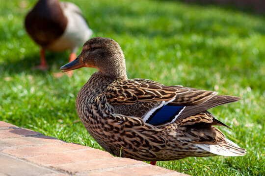 Closeup isolated image of a female mallard duck on the grass with a male in background grazing. They are enjoying sunny spring weather in a city park in Frederick maryland.
