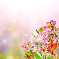 Spring card with alstroemeria flowers