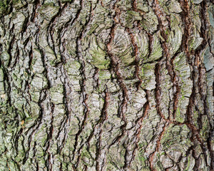 Tree bark details as a texture or background