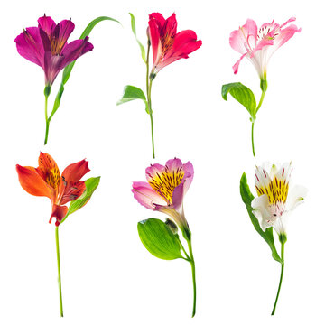 Set of alstroemeria flowers isolated