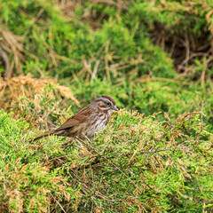 brown sparrow on green bush branches close-up