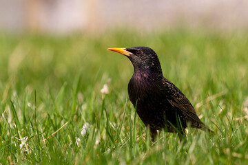 Sturnus vulgaris, common starling bird is a song bird that is introduced to north America. This is a dark colored songbird that lives in open areas and eats fruits and insects.