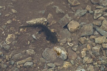 白馬大池のサンショウウオ