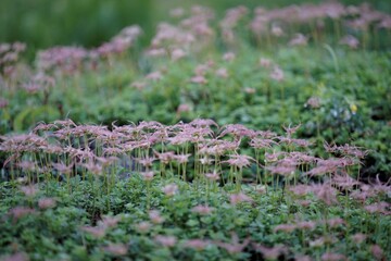 白馬岳の高山植物