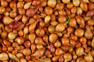 Background texture from vegetables. Onion close-up. One of the bulbs has green feathers. 