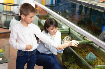 Friendly pet shop saleswoman looking and catching fish in tank for little customer