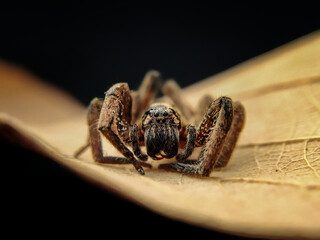 Wandering spider
Ctenidae sp⁣⁣