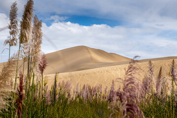 Te Paki Sand Dunes,  Northland , New Zealand © Hans