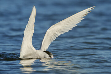 Sandwich tern (Thalasseus sandvicensis)