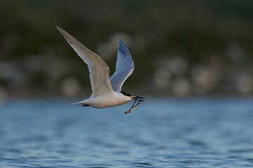 Sandwich tern (Thalasseus sandvicensis)
