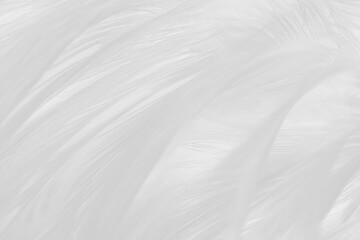 white feather wooly pattern texture background