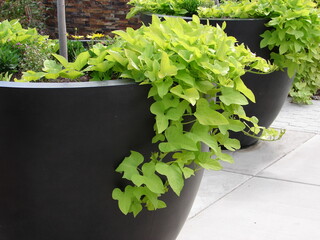 Sweet potato vine growing in a large planter, container planting, bright green leaves