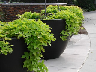 Sweet Potato Vine, green, growing in large container plantings
