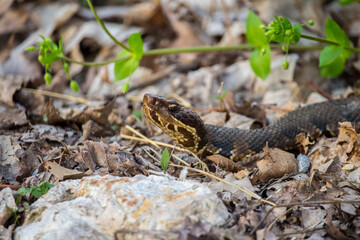 A cottonmouth snake, also known as a water moccasin, slithers over dry leaves and rocks in the evening.