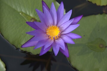 Cambodia. Water Lily flower. Farmers grow lotus flowers in fields with water. Siem Reap City. Siem Reap province.