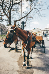 Palermitan horse cart with white hat in Palermo old town, Sicily, Italy.