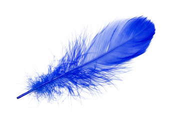 Beautiful datk blue feather isolated on white background