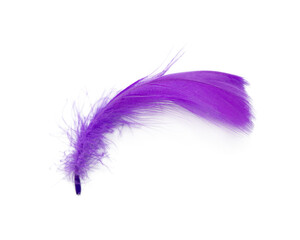 Beautiful  violet purple feather isolated on white background