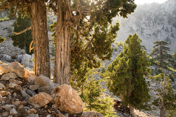 Lebanese Cedar trees at the slopes of Tahtali mountain in Turkey