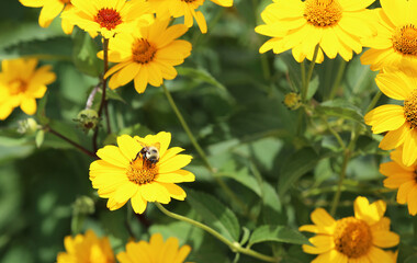 Bumblebee on yellow daisy