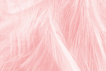 Obraz premium Beautiful soft pink flamingo vintage color trends feather pattern texture background