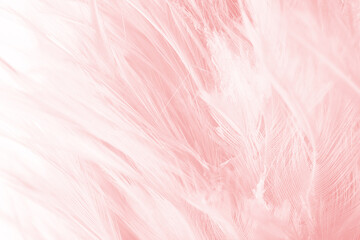 Beautiful light pink feather pattern texture background